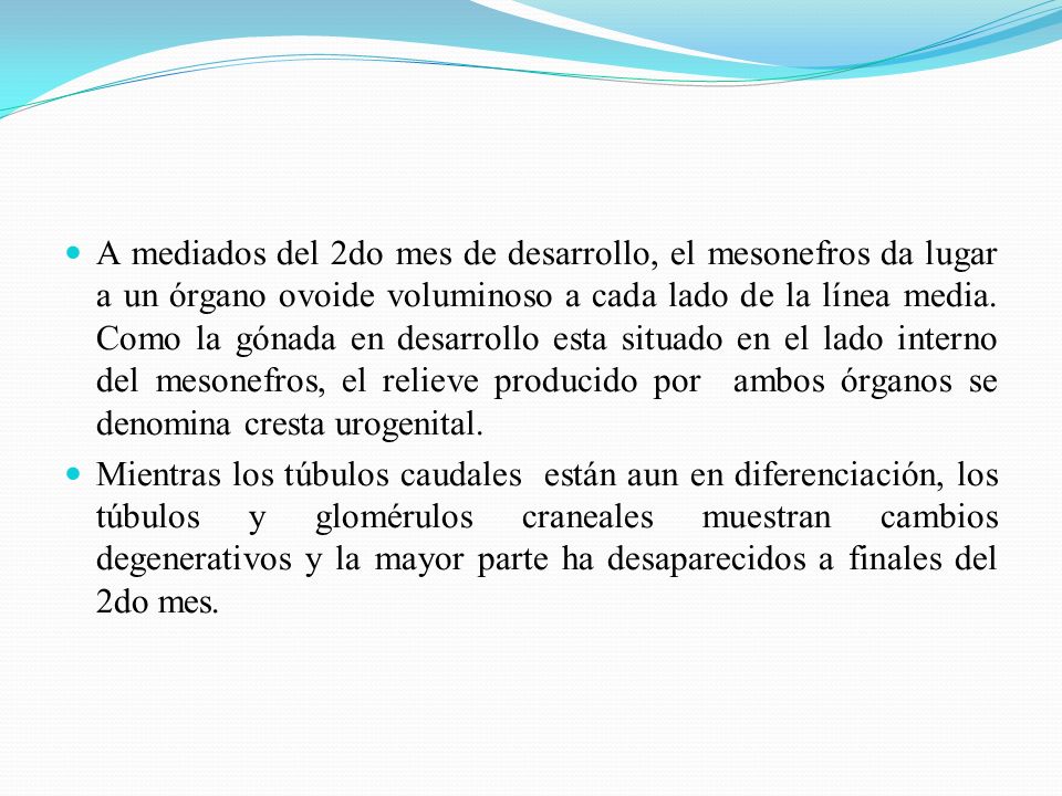 A mediados del 2do mes de desarrollo, el mesonefros da lugar a un órgano ovoide voluminoso a cada lado de la línea media. Como la gónada en desarrollo esta situado en el lado interno del mesonefros, el relieve producido por ambos órganos se denomina cresta urogenital.
