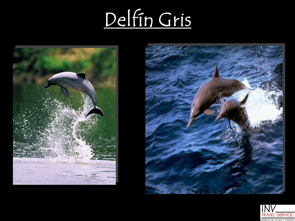 Delfín Gris
