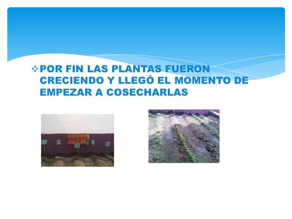 POR FIN LAS PLANTAS FUERON CRECIENDO Y LLEGÓ EL MOMENTO DE EMPEZAR A COSECHARLAS