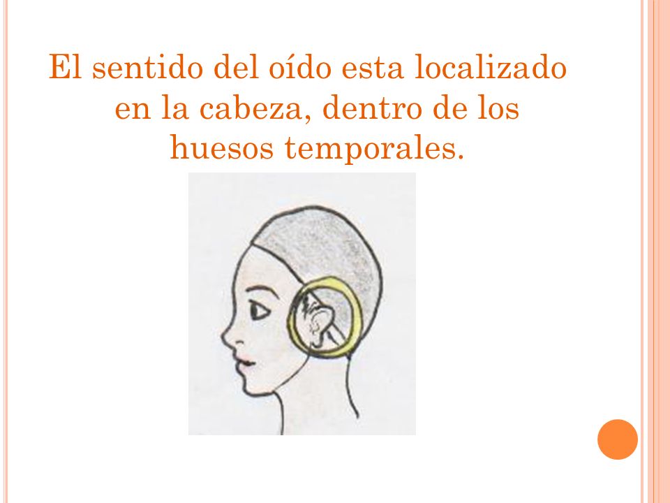 El sentido del oído esta localizado en la cabeza, dentro de los huesos temporales.
