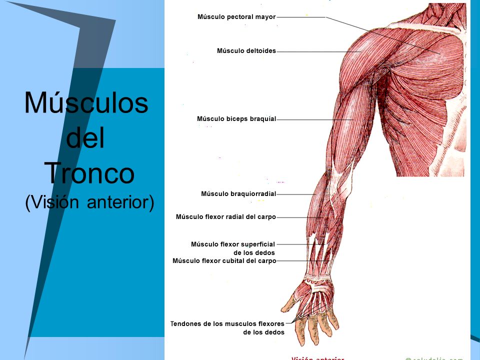 Рука человека название. Мышцы верхней конечности анатомия строение. Поверхностные мышцы верхних конечностей. Мышцы верхней конечности Синельников. Мышцы руки человека схема.