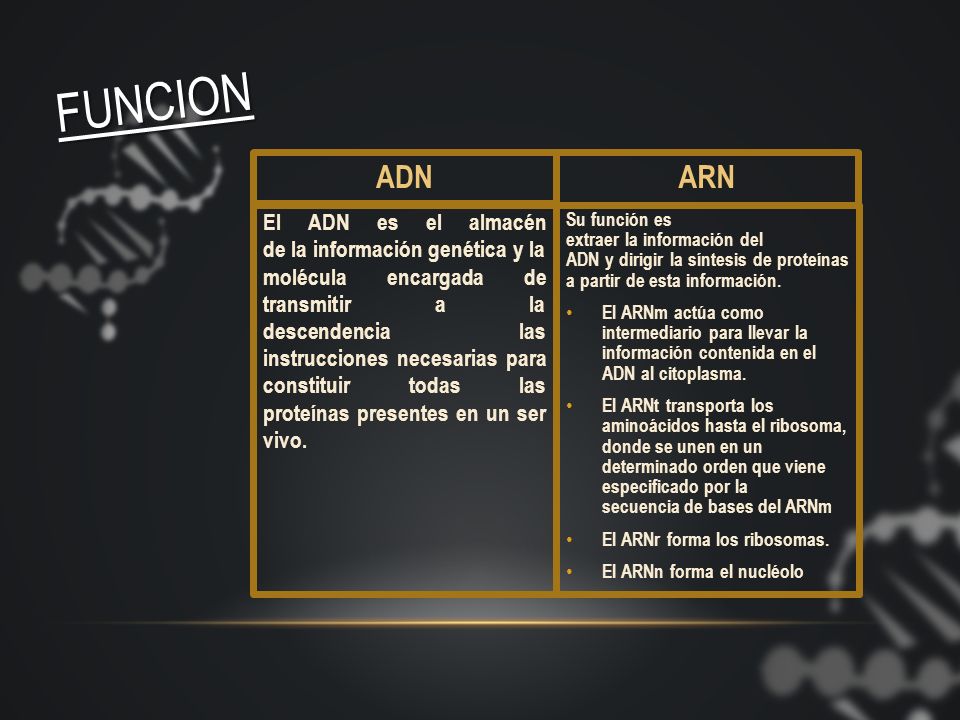 FUNCION ADN. ARN.