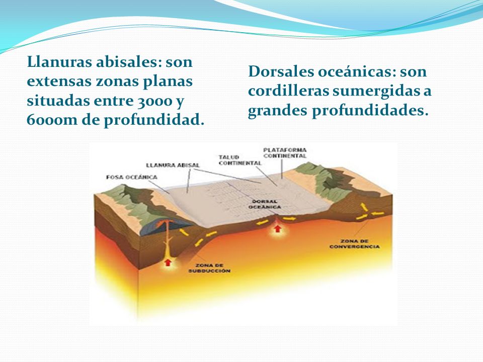 Llanuras abisales: son extensas zonas planas situadas entre 3000 y 6000m de profundidad.
