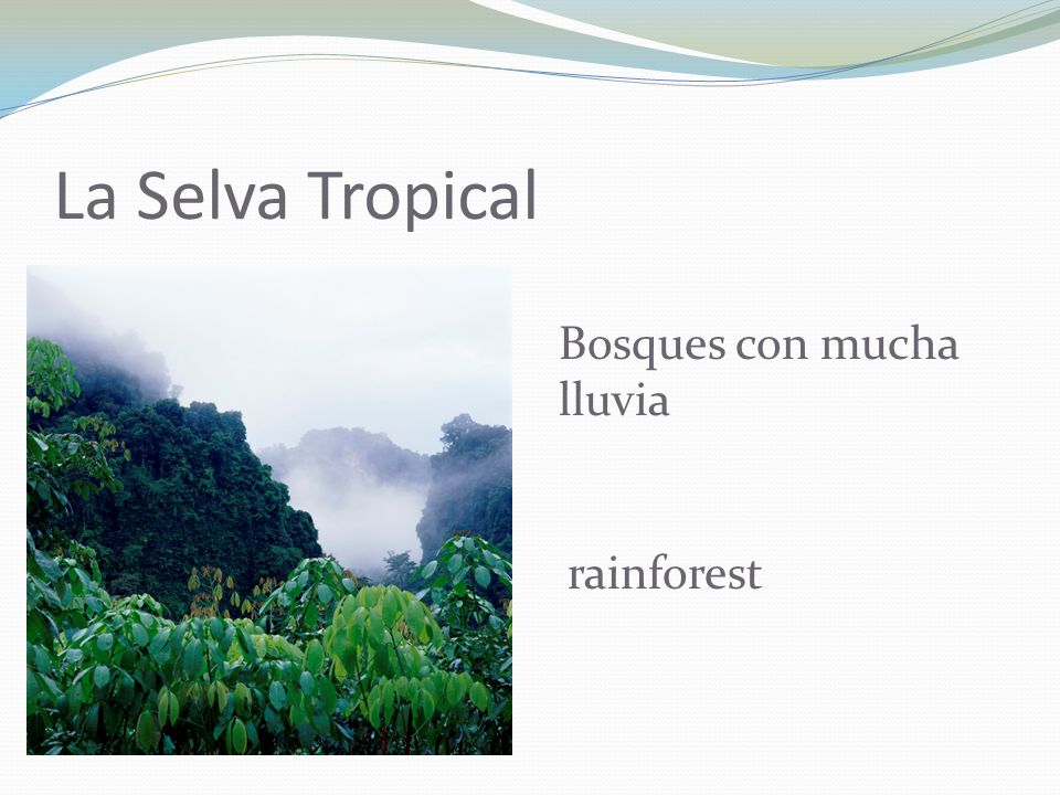 La Selva Tropical Bosques con mucha lluvia rainforest