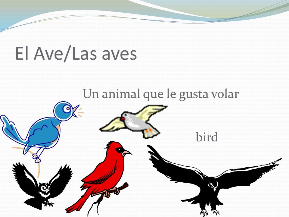 El Ave/Las aves Un animal que le gusta volar bird