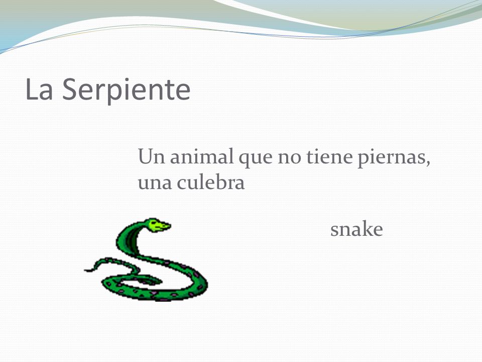 La Serpiente Un animal que no tiene piernas, una culebra snake