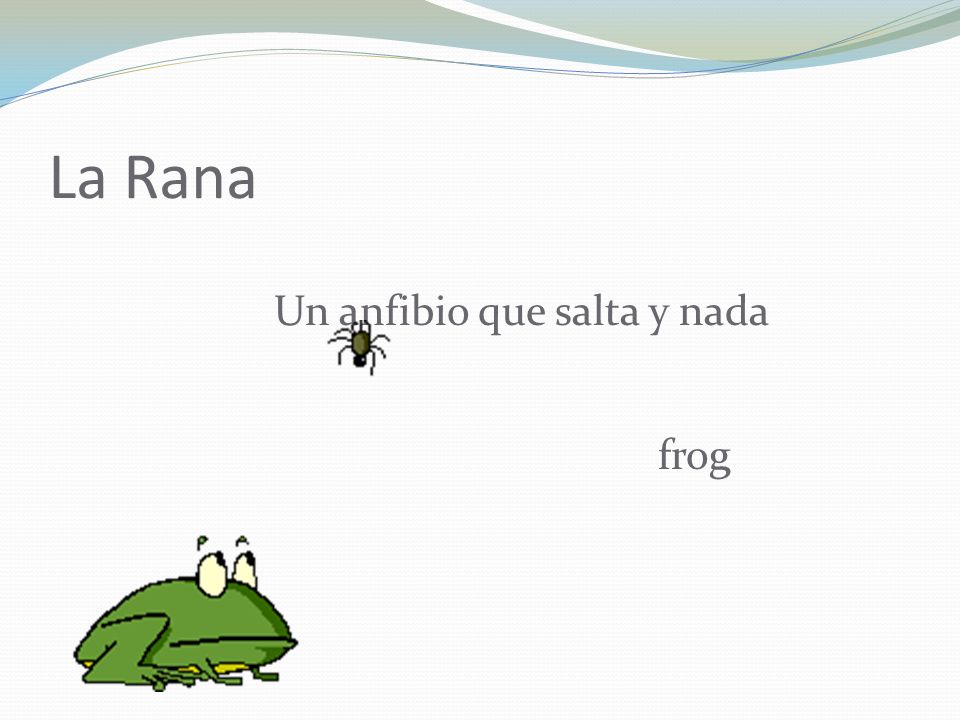 La Rana Un anfibio que salta y nada frog