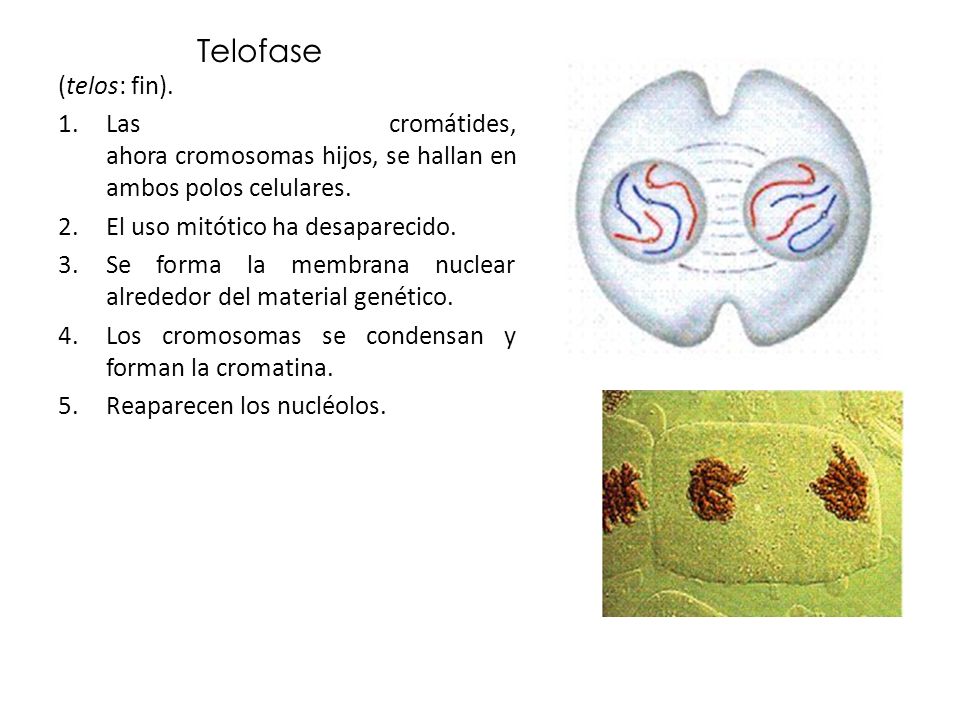 Telofase (telos: fin). Las cromátides, ahora cromosomas hijos, se hallan en ambos polos celulares.