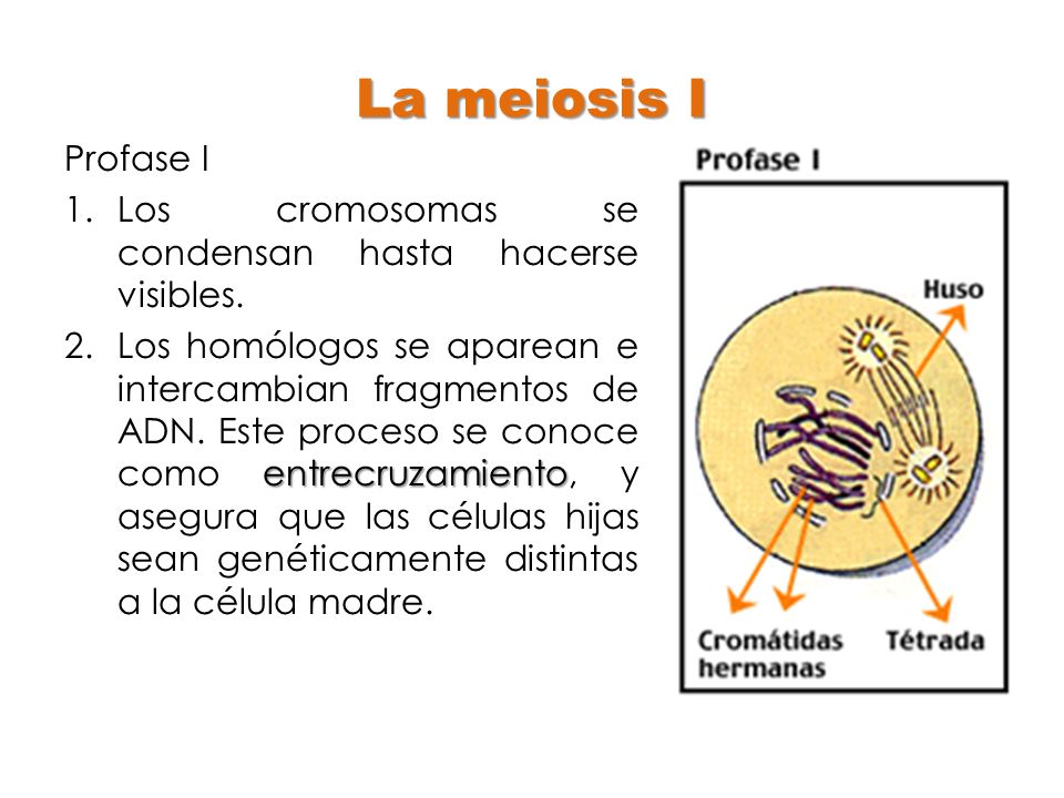 La meiosis I Profase I. Los cromosomas se condensan hasta hacerse visibles.