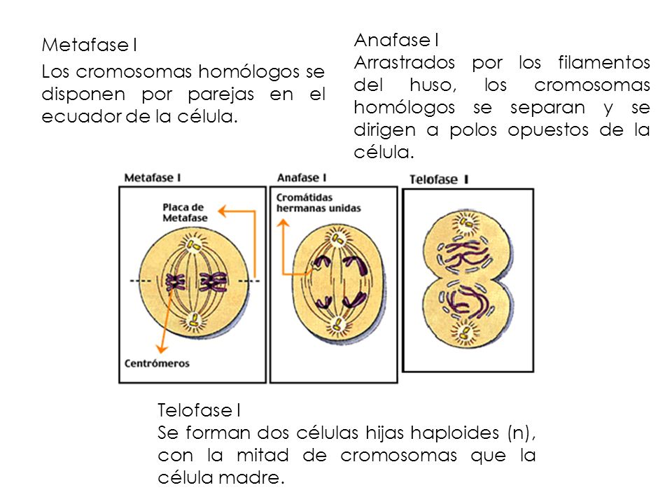 Anafase I Arrastrados por los filamentos del huso, los cromosomas homólogos se separan y se dirigen a polos opuestos de la célula.
