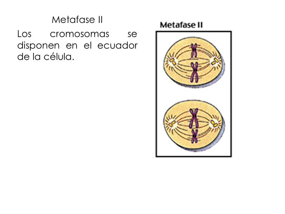 Metafase II Los cromosomas se disponen en el ecuador de la célula.
