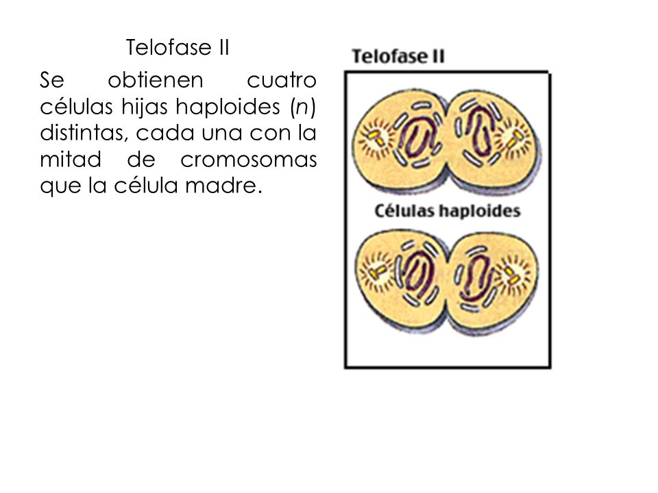Telofase II Se obtienen cuatro células hijas haploides (n) distintas, cada una con la mitad de cromosomas que la célula madre.