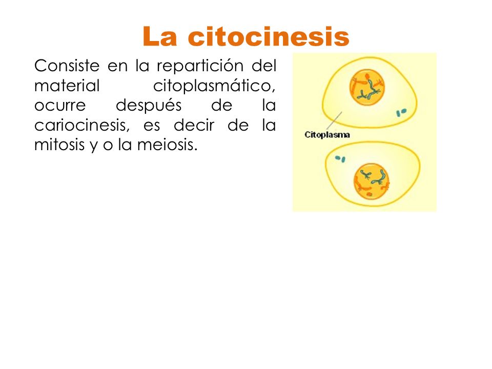 La citocinesis Consiste en la repartición del material citoplasmático, ocurre después de la cariocinesis, es decir de la mitosis y o la meiosis.