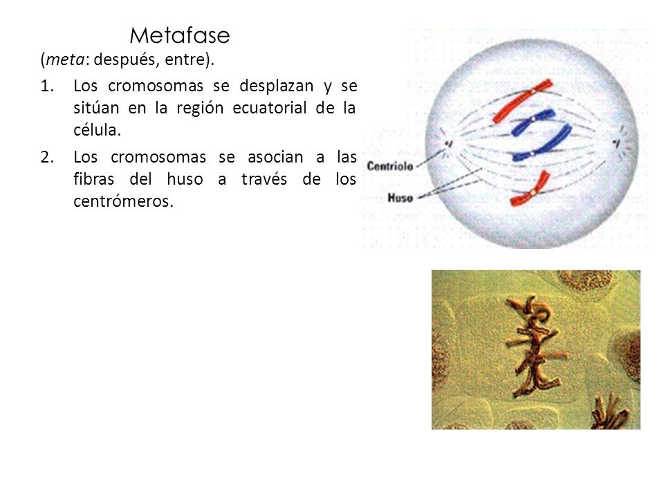 Metafase (meta: después, entre).