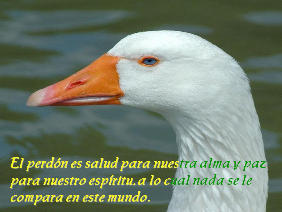 El perdón es salud para nuestra alma y paz para nuestro espíritu, a lo cual nada se le compara en este mundo.