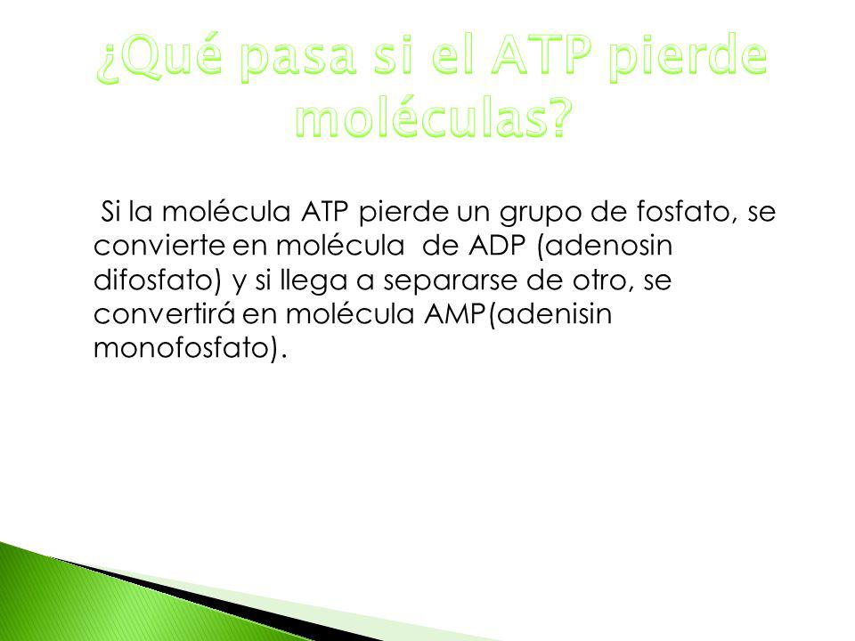 ¿Qué pasa si el ATP pierde moléculas