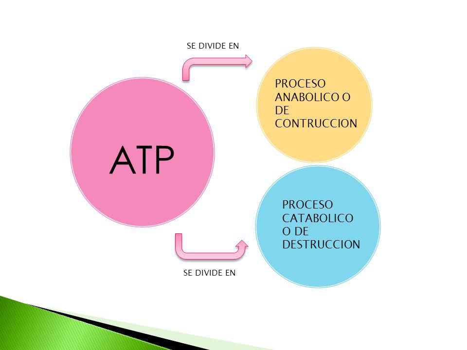 ATP PROCESO ANABOLICO O DE CONTRUCCION