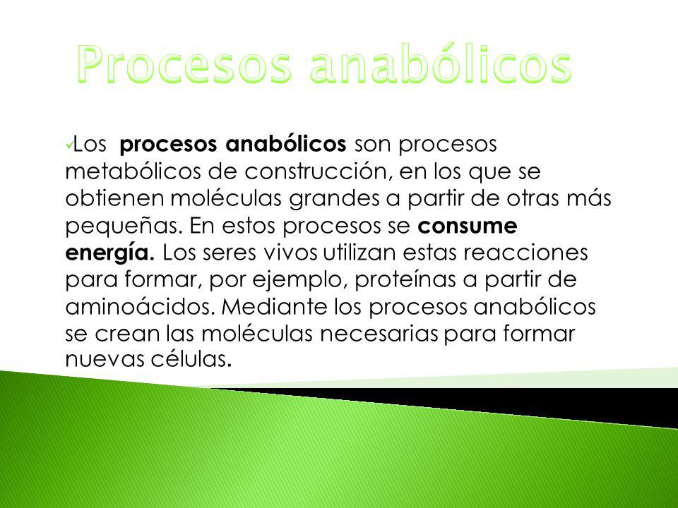 Procesos anabólicos