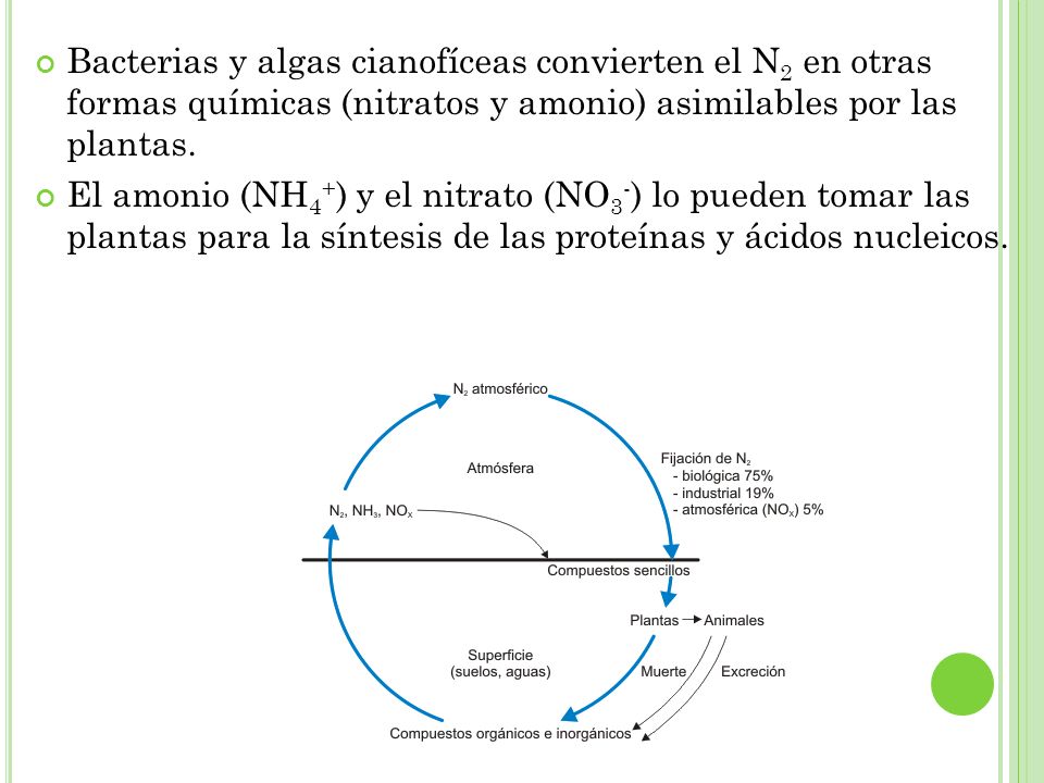 Bacterias y algas cianofíceas convierten el N2 en otras formas químicas (nitratos y amonio) asimilables por las plantas.