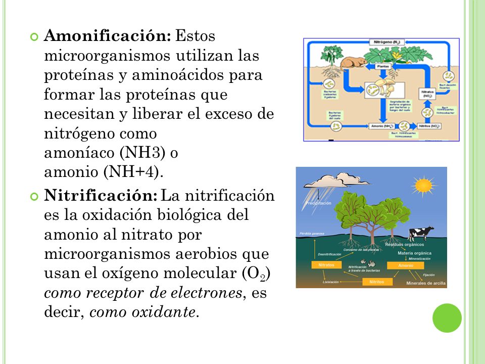 Amonificación: Estos microorganismos utilizan las proteínas y aminoácidos para formar las proteínas que necesitan y liberar el exceso de nitrógeno como amoníaco (NH3) o amonio (NH+4).