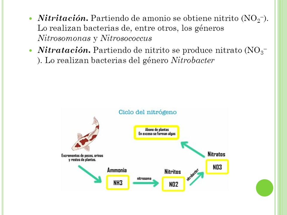 Nitritación. Partiendo de amonio se obtiene nitrito (NO2–)