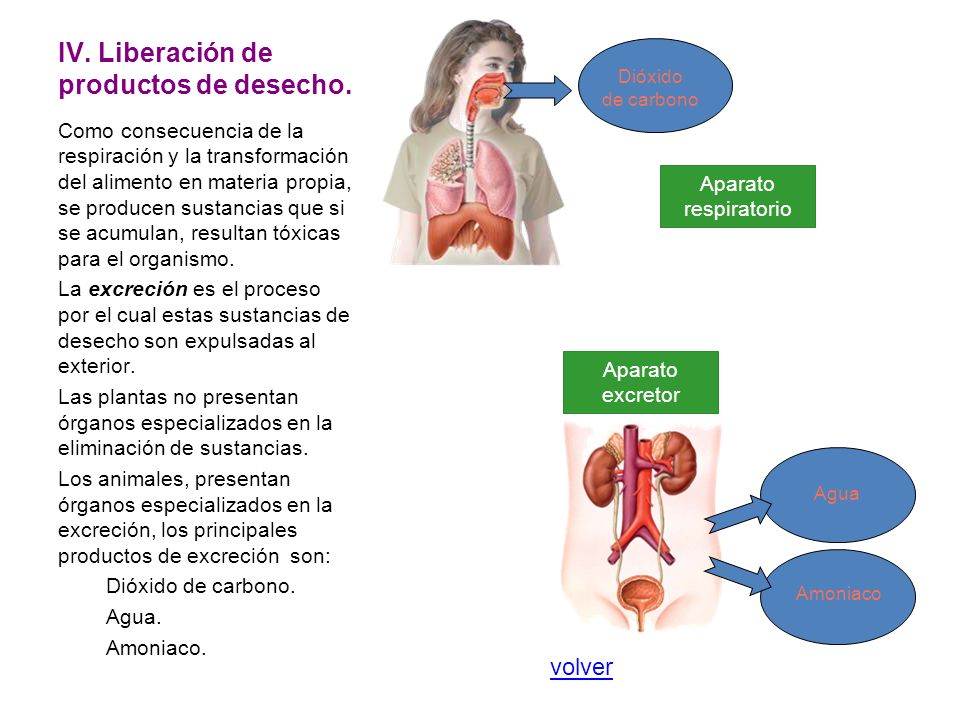 IV. Liberación de productos de desecho.