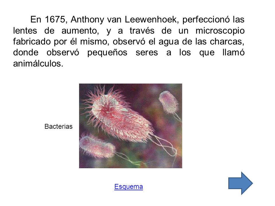 En 1675, Anthony van Leewenhoek, perfeccionó las lentes de aumento, y a través de un microscopio fabricado por él mismo, observó el agua de las charcas, donde observó pequeños seres a los que llamó animálculos.