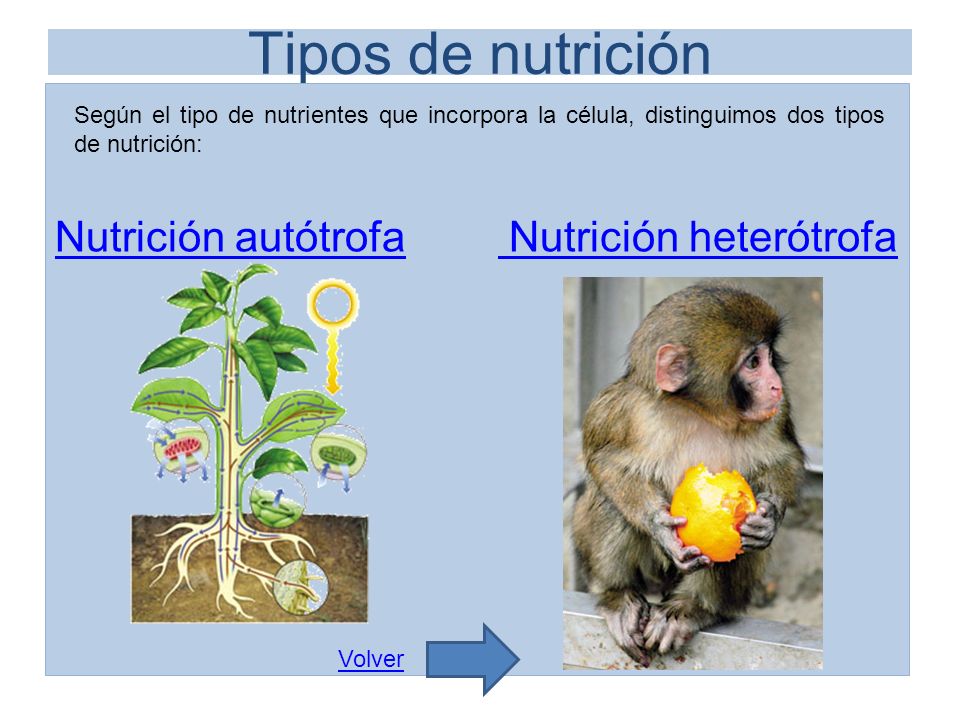 Tipos de nutrición Nutrición autótrofa Nutrición heterótrofa