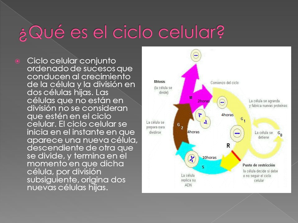 ¿Qué es el ciclo celular