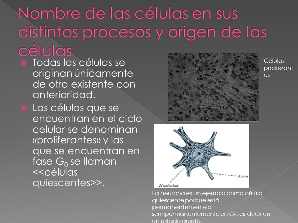 Nombre de las células en sus distintos procesos y origen de las células