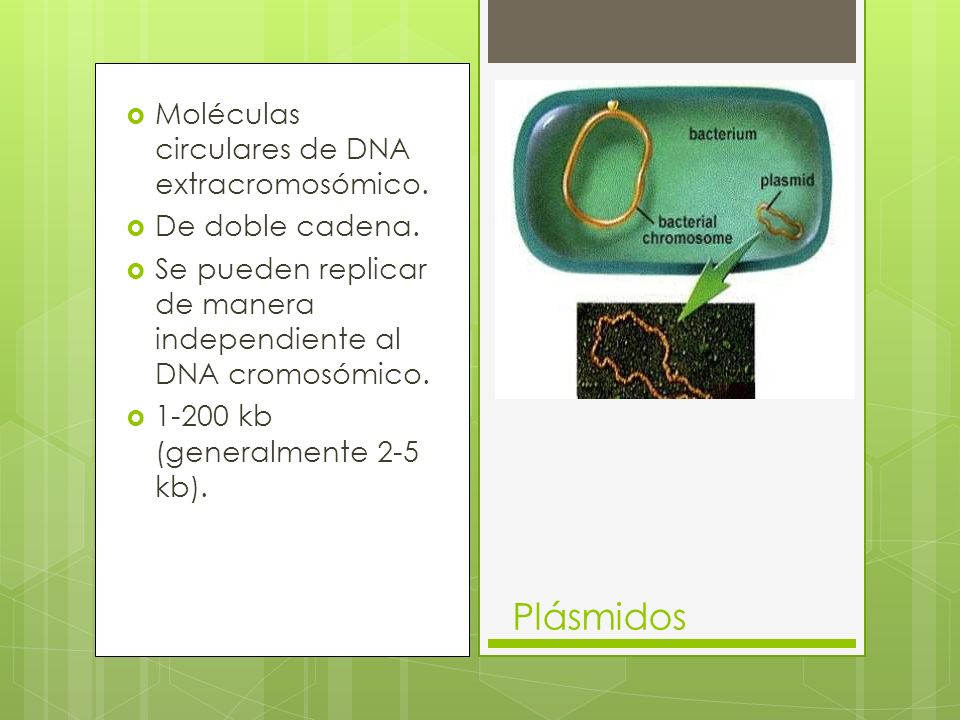 Plásmidos Moléculas circulares de DNA extracromosómico.