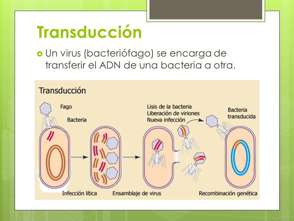 Transducción Un virus (bacteriófago) se encarga de transferir el ADN de una bacteria a otra.