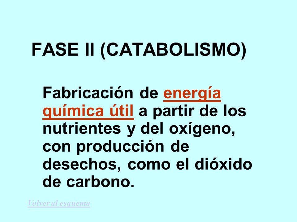 FASE II (CATABOLISMO)