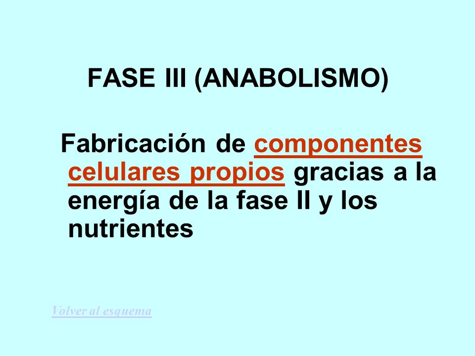 FASE III (ANABOLISMO) Fabricación de componentes celulares propios gracias a la energía de la fase II y los nutrientes.