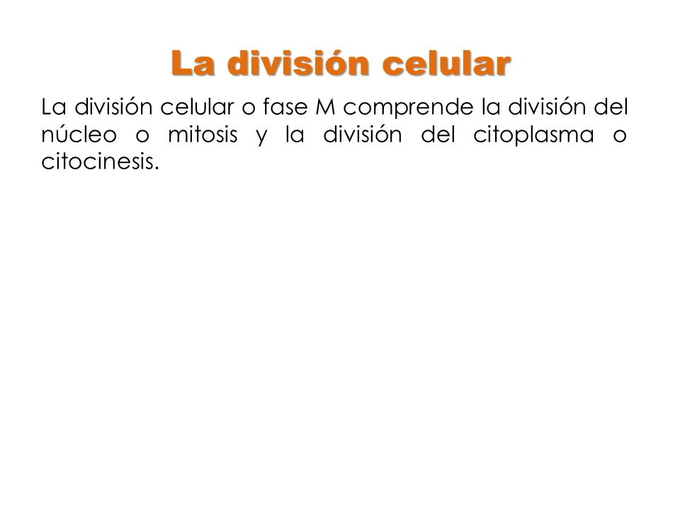 La división celular La división celular o fase M comprende la división del núcleo o mitosis y la división del citoplasma o citocinesis.