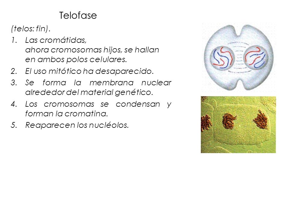Telofase (telos: fin). Las cromátidas, ahora cromosomas hijos, se hallan en ambos polos celulares.