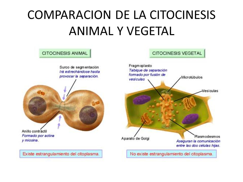 COMPARACION DE LA CITOCINESIS ANIMAL Y VEGETAL