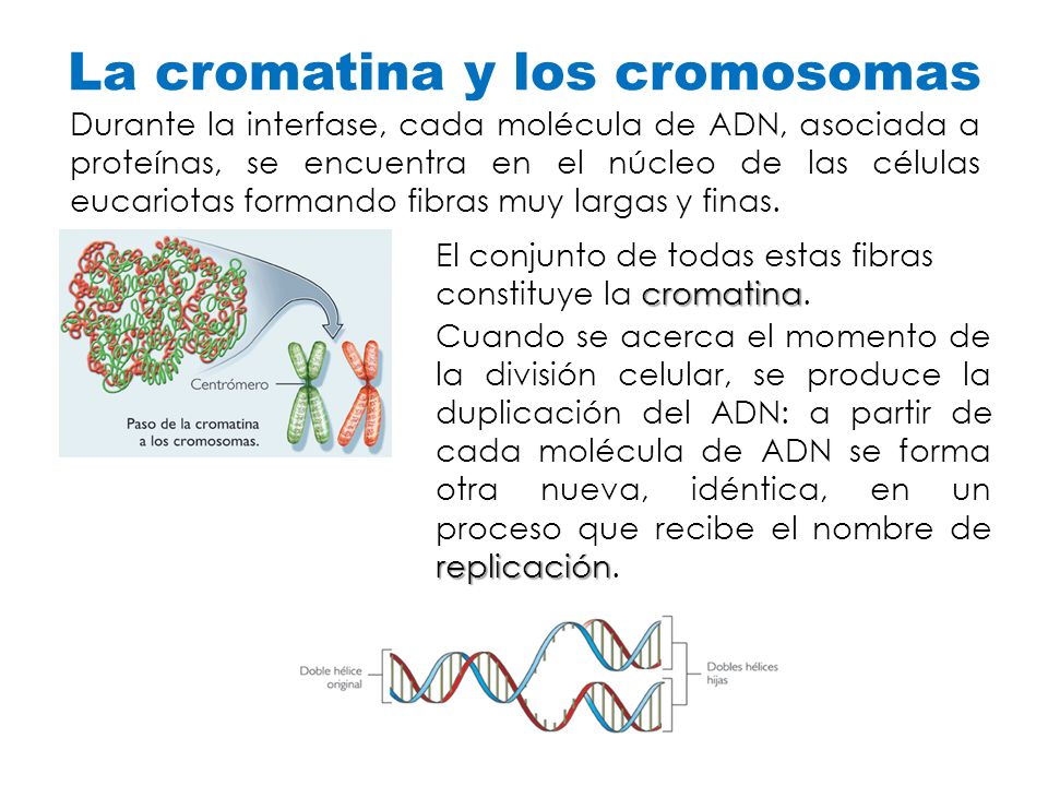 La cromatina y los cromosomas