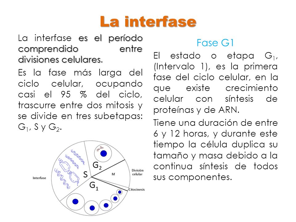 La interfase La interfase es el período comprendido entre divisiones celulares.