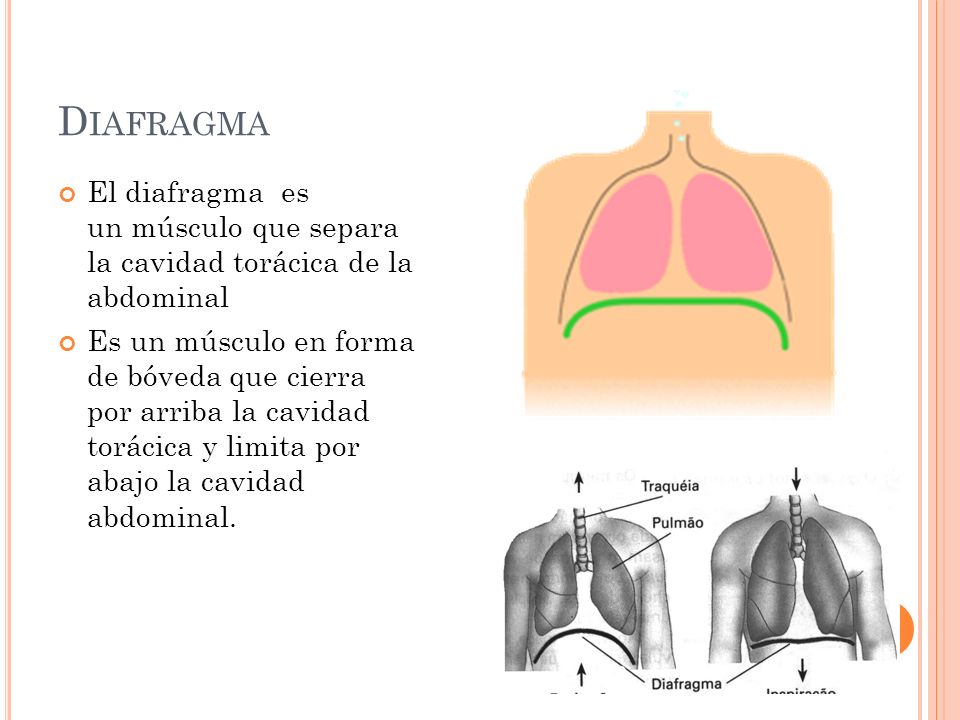 Diafragma El diafragma es un músculo que separa la cavidad torácica de la abdominal.