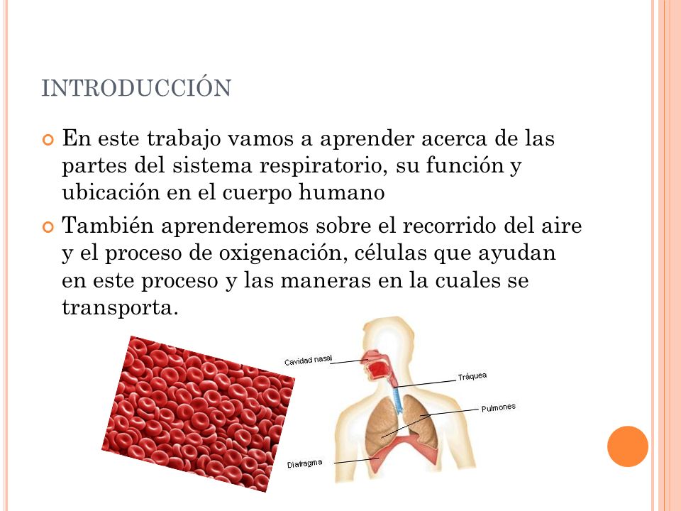 introducción En este trabajo vamos a aprender acerca de las partes del sistema respiratorio, su función y ubicación en el cuerpo humano.