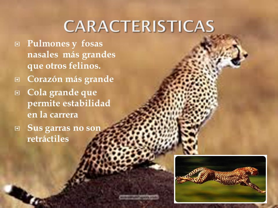 CARACTERISTICAS Pulmones y fosas nasales más grandes que otros felinos. Corazón más grande. Cola grande que permite estabilidad en la carrera.