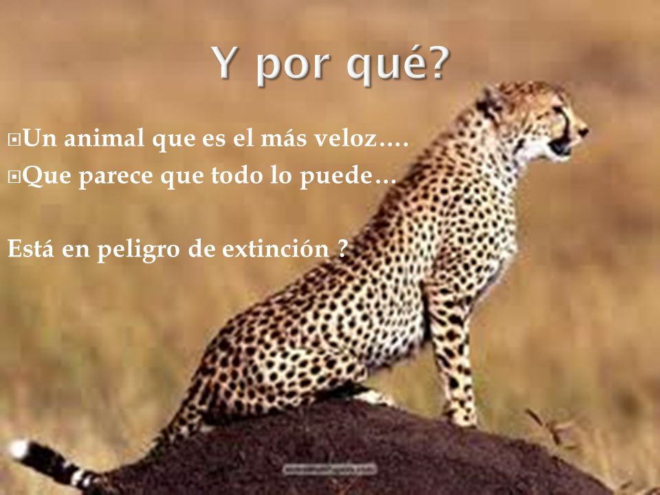Y por qué Un animal que es el más veloz….