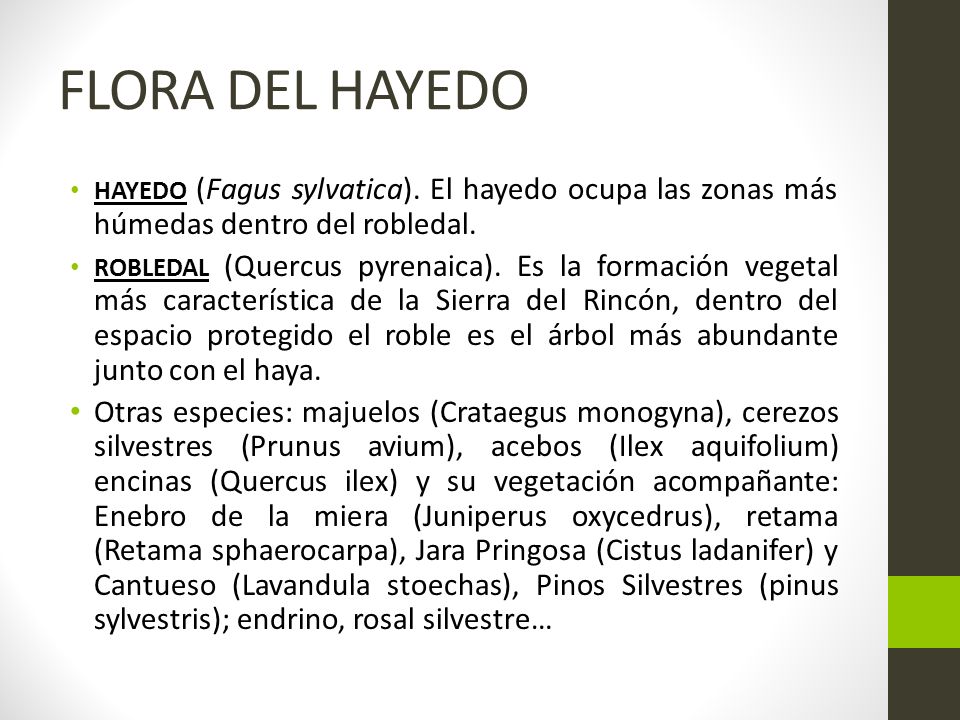 FLORA DEL HAYEDO HAYEDO (Fagus sylvatica). El hayedo ocupa las zonas más húmedas dentro del robledal.
