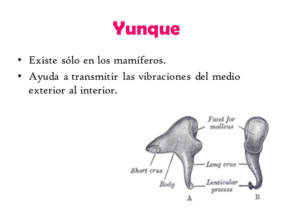 Yunque Existe sólo en los mamíferos.