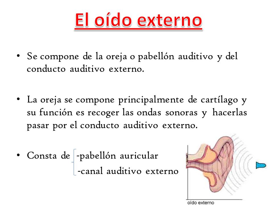 El oído externo Se compone de la oreja o pabellón auditivo y del conducto auditivo externo.