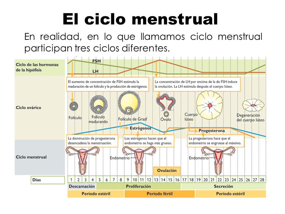 El ciclo menstrual En realidad, en lo que llamamos ciclo menstrual participan tres ciclos diferentes.