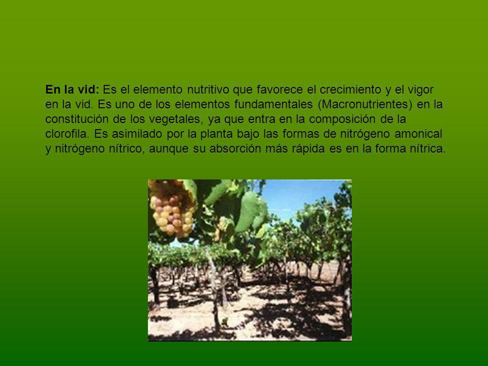 En la vid: Es el elemento nutritivo que favorece el crecimiento y el vigor en la vid.