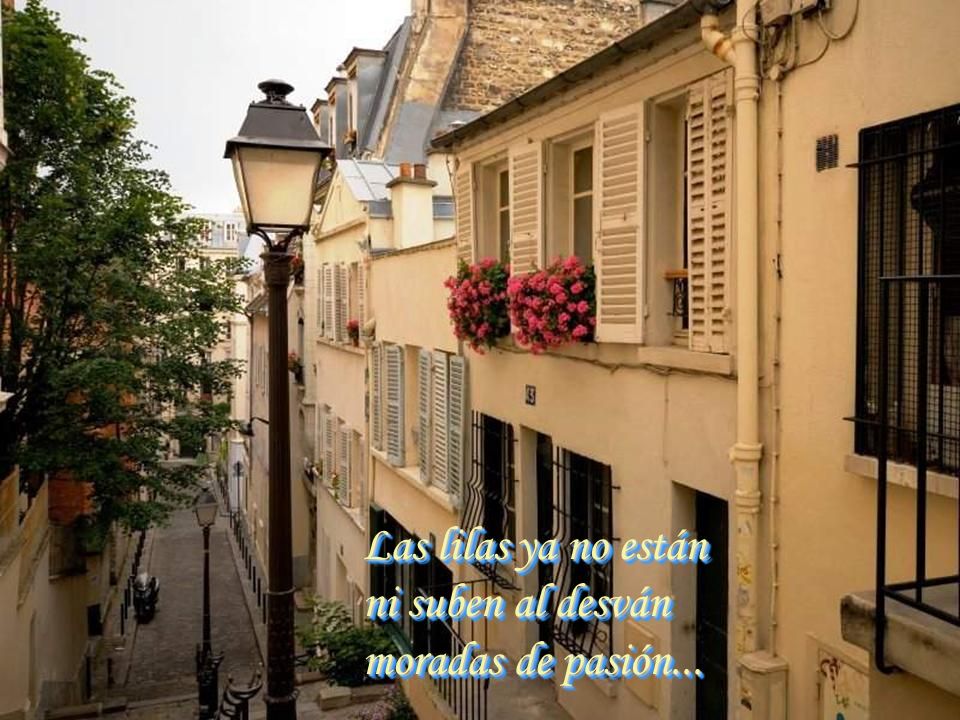 Las lilas ya no están ni suben al desván moradas de pasión...