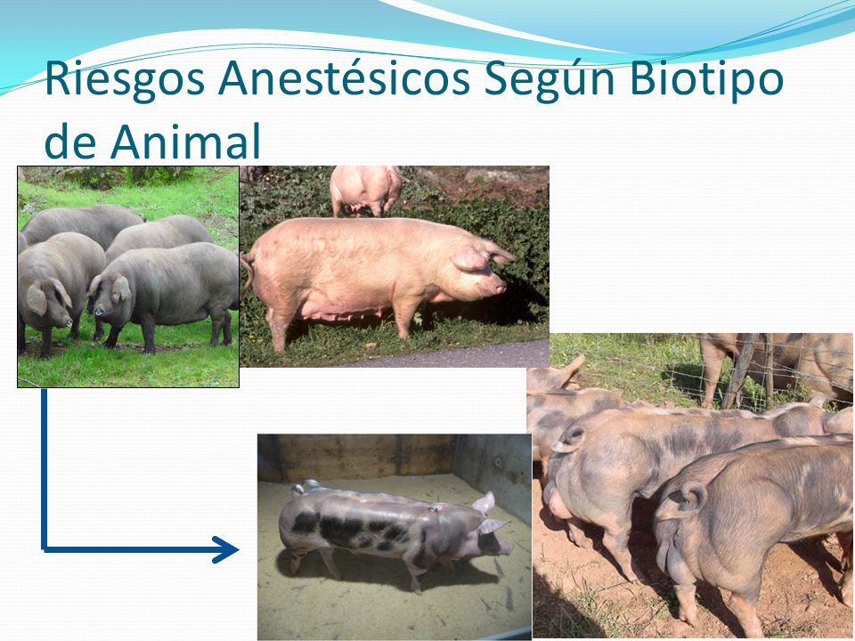Riesgos Anestésicos Según Biotipo de Animal